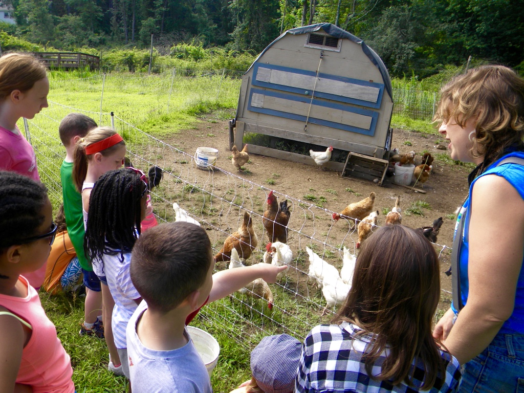 day camp wk 1 Farm chickens Holmes Camp & Retreat Center
